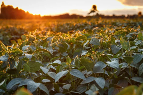 Uitzicht op een sojabonen veld voor de zonsondergang. — Stockfoto