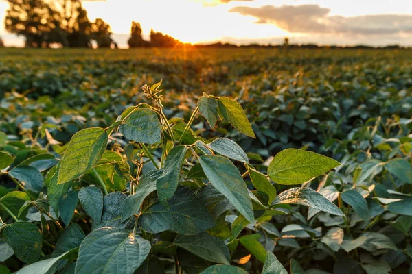 Vy över ett soja böns fält före solnedgången. — Stockfoto