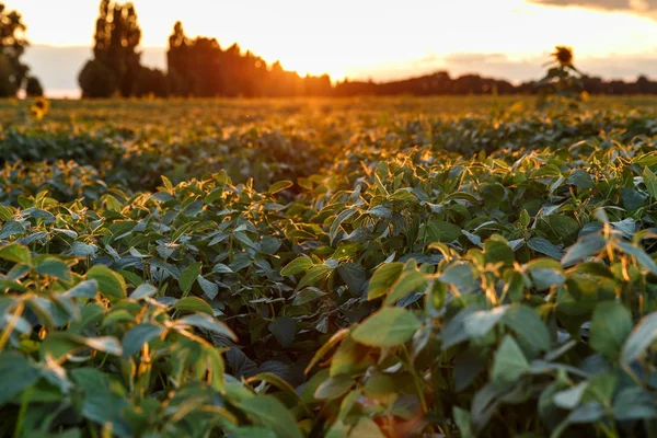 Vista de um campo de soja antes do pôr-do-sol . — Fotografia de Stock