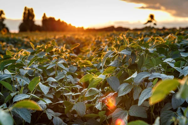 Utsikt over et soyabønnefelt før solnedgang . – stockfoto