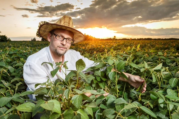 Agrónomo inspeccionando cultivos de soja — Foto de Stock