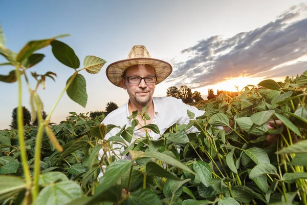 Agricultor inspeccionando campo de soja antes del atardecer — Foto de Stock