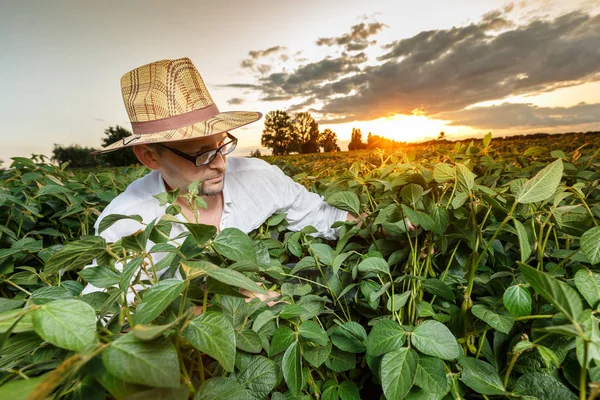 Boer inspecterende sojabonen veld voor zonsondergang — Stockfoto