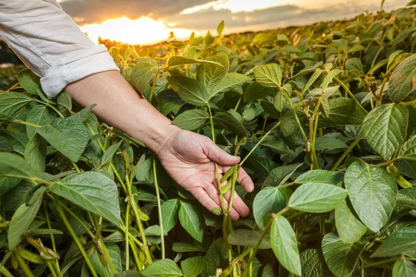 Agronomiker som inspiserer soyabønner – stockfoto
