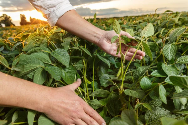 Agrónomo inspeccionando cultivos de soja — Foto de Stock