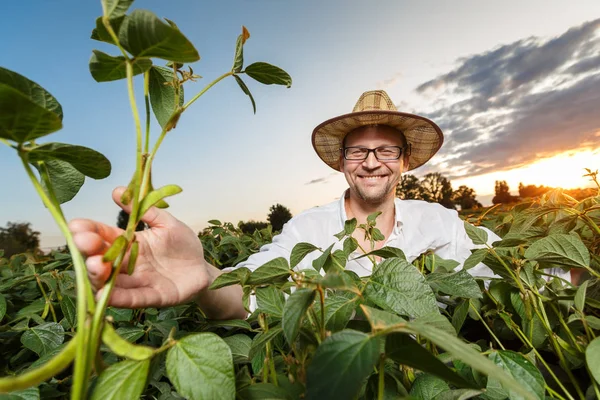 Agronom kontrolujenie upraw soi Obrazek Stockowy