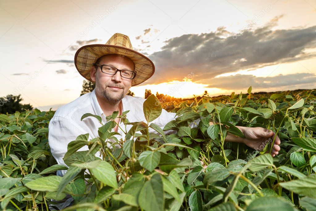 Agronomist  inspecting soya bean crops 