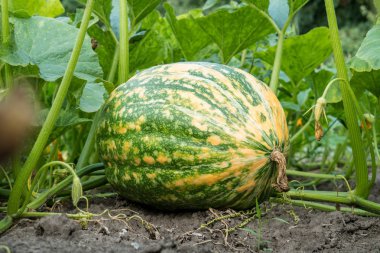 Bir çiftçi alanında büyüyen pumking