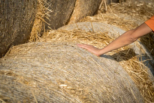 Αγρότης που επιθεωρούν βαρέλια από σανό στοιβάζονται σε ένα χωράφι — Φωτογραφία Αρχείου