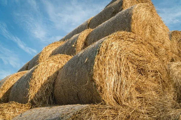 Fûts de foin empilés dans un champ près d'une ferme animale — Photo