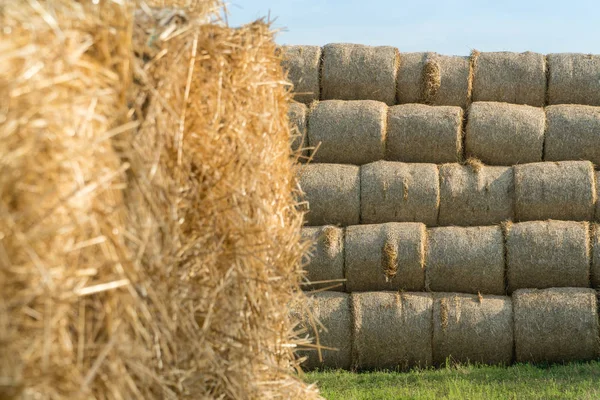 Fûts de foin empilés dans un champ près d'une ferme animale — Photo