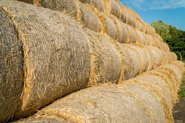 Fûts de foin empilés dans un champ près d'une ferme animale — Photo