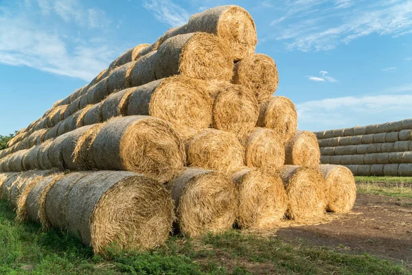 Pyramid of hay barrels stacked in a field near animal farm — Stock Photo, Image