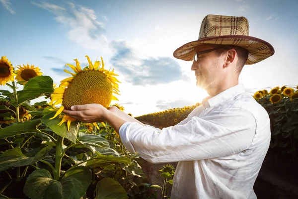 Agricultor en un sombrero de paja con gafas inspeccionando el campo de girasol — Foto de Stock