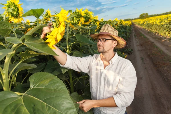 Agricultor en un sombrero de paja con gafas inspeccionando el campo de girasol — Foto de Stock