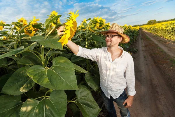 Agricultor en un sombrero de paja con gafas inspeccionando el campo de girasol — Foto de Stock