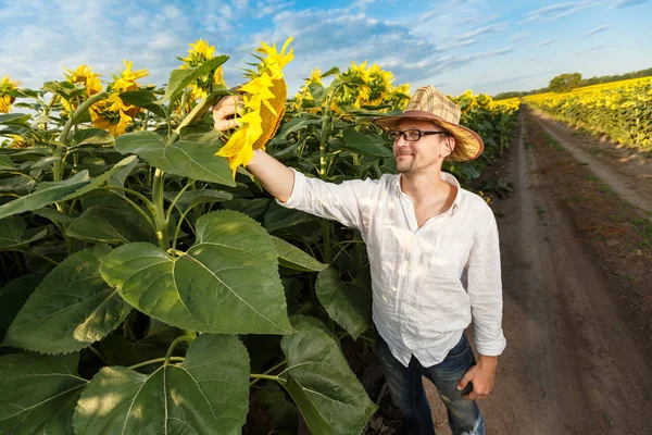 Boer in een stro hoed dragen glazen inspecteren zonnebloem veld Rechtenvrije Stockfoto's