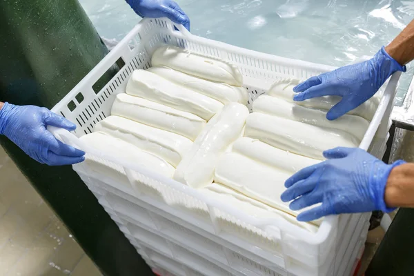 Manos en guantes que empaquen cabezas frescas de mozzarella refrigeradas en un stor — Foto de Stock