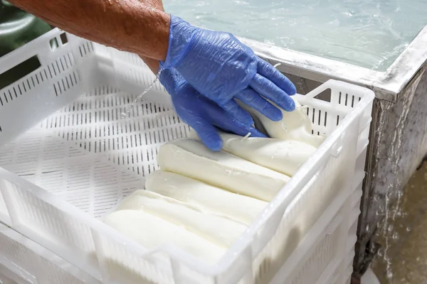 Hands in gloves packing fresh chilled mozzarella heads in a stor — Stock Photo, Image