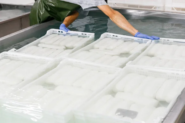 Trabajador pone cajas con queso mozzarella fresco en un wate enfriamiento — Foto de Stock