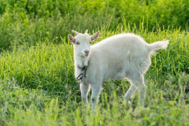 Otlağa zincirlenmiş genç beyaz keçi. 