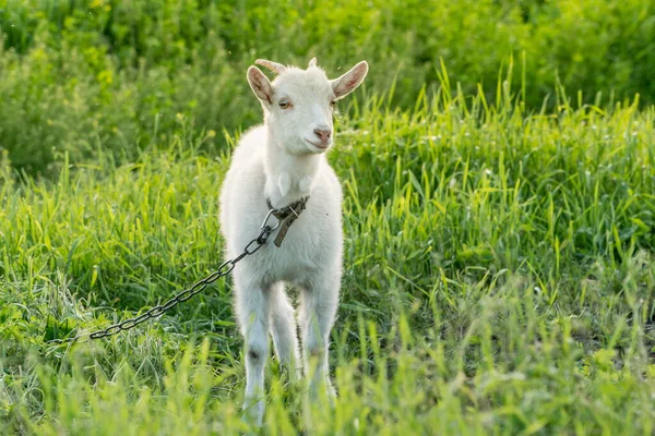 Jeune Chèvre Blanche Enchaînée Sur Pâturage — Photo