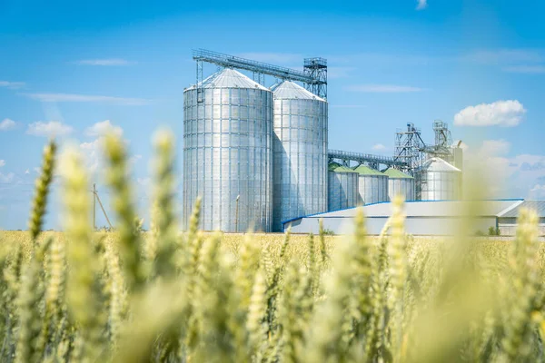 Elevador Grãos Moderno Campo Trigo Verde Conceito Armazenagem Culturas Agrícolas — Fotografia de Stock