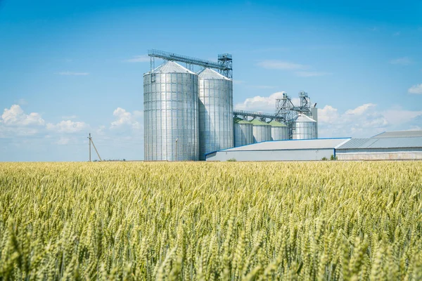 Moderní Obilný Výtah Zeleném Pšeničném Poli Koncept Skladování Zemědělských Plodin — Stock fotografie