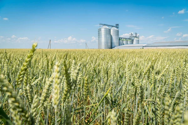 Green Wheat Field Modern Metal Grain Elevator Background Agriculture Crops — Stock Photo, Image