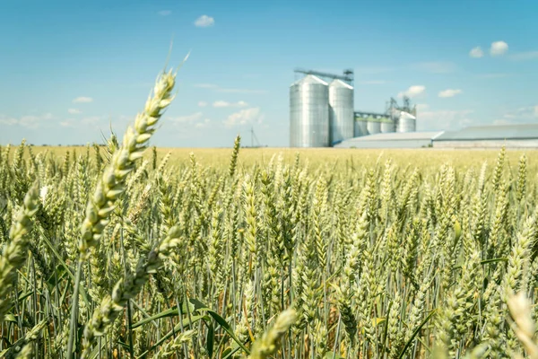 Green Wheat Field Modern Metal Grain Elevator Background Agriculture Crops — Stock Photo, Image