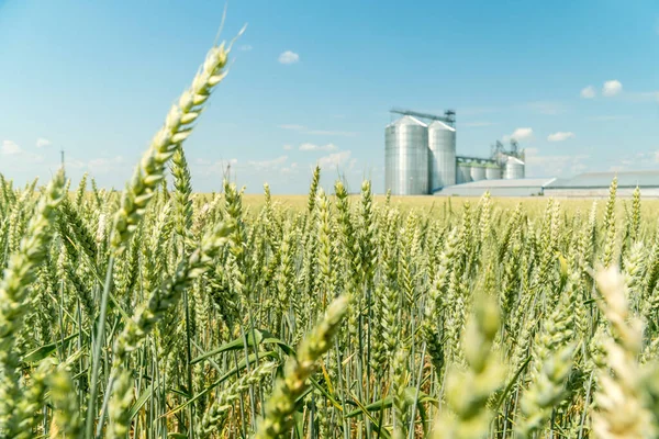 Green Wheat Field Modern Metal Grain Elevator Background Agriculture Crops — Stock Photo, Image