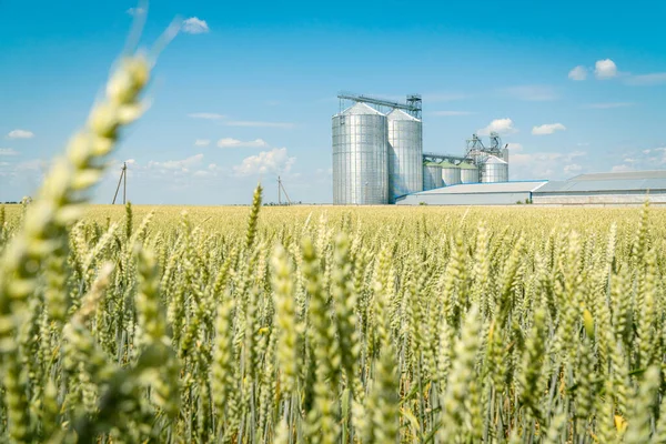 Zelené Pšeničné Pole Moderním Kovovým Výtahem Pozadí Koncept Skladování Zemědělských — Stock fotografie
