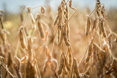 Olgun soya fasulyesi çiftçi tarlasında hasat için hazır. Tarım üretim kavramı