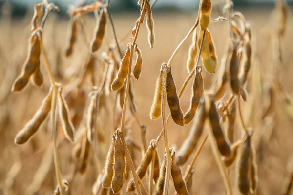 Soja Madura Lista Para Cosechar Campo Granjero Concepto Producción Agrícola —  Fotos de Stock