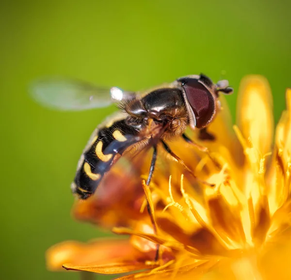 Biene Sammelt Nektar Aus Blume Crepis Alpina — Stockfoto