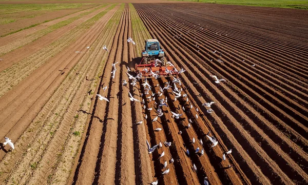 Agricultural Work Tractor Farmer Sows Grain Hungry Birds Flying Tractor — Stock Photo, Image