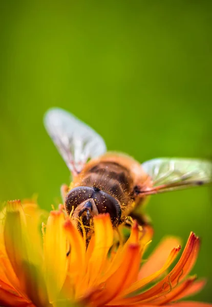 Abeja Recoge Néctar Flor Crepis Alpina — Foto de Stock