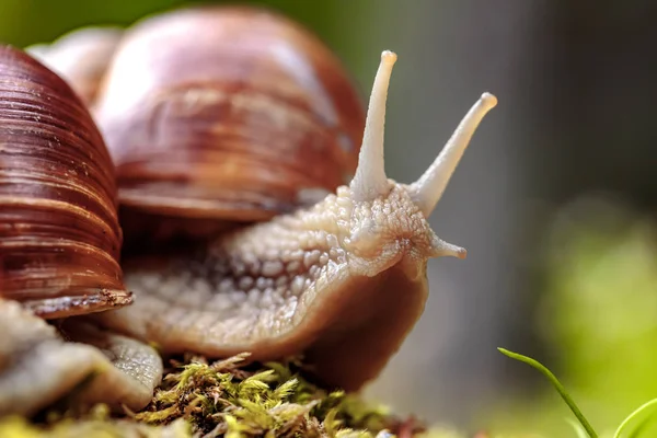 Helix Pomatia Helix Pomatia Een Slakkensoort Uit Familie Van Helicidae — Stockfoto