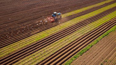 Bir traktör çiftçi tarım çalışmalarına tahıl sows. Aç kuşlar traktör uçuyor ve ekilebilir topraklarından tahıl yemek.