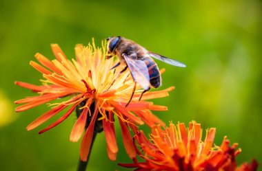 Bee collects nectar from flower crepis alpina clipart