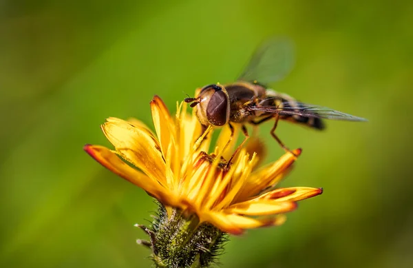 Biene Sammelt Nektar Aus Blume Crepis Alpina — Stockfoto