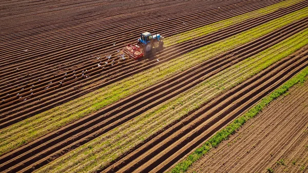 Agricultural Work Tractor Farmer Sows Grain Hungry Birds Flying Tractor — Stock Photo, Image