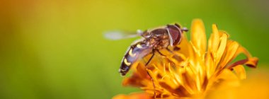 Arı, çiçek Crepis Alpina 'dan nektar toplar.