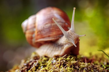 Helix pomatia ayrıca Romalı salyangoz, Burgundy salyangozu, yenilebilir salyangoz veya salyangoz, Helicidae familyasından bir karasal pulmonat yumuşakçasıdır..