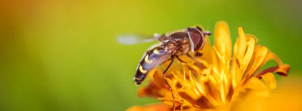 Biene Sammelt Nektar Aus Blume Crepis Alpina — Stockfoto