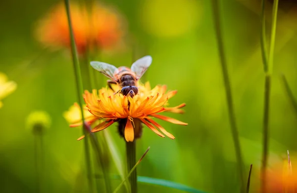Пчела Собирает Нектар Цветочного Креписа Альпийского — стоковое фото