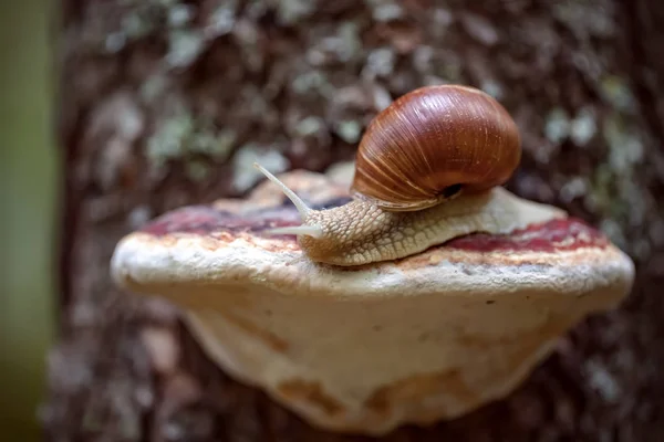 石榴属 Helix Pomatia 也是罗马蜗牛 Roman Snail 勃艮第蜗牛 Burgundy Snail 可食蜗牛 — 图库照片