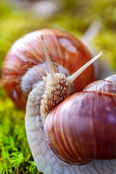 石榴属 Helix Pomatia 也是罗马蜗牛 Roman Snail 勃艮第蜗牛 Burgundy Snail 可食蜗牛 — 图库照片