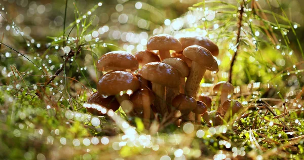 Armillaria Mushrooms of honey agaric In a Sunny forest in the rain. Honey Fungus are regarded in Ukraine, Russia, Poland, Germany and other European countries as one of the best wild mushrooms. — Stock Image Armillaria Mushrooms Honey Agaric Sunny Forest Rain Honey Fungus Regarded Stock Image