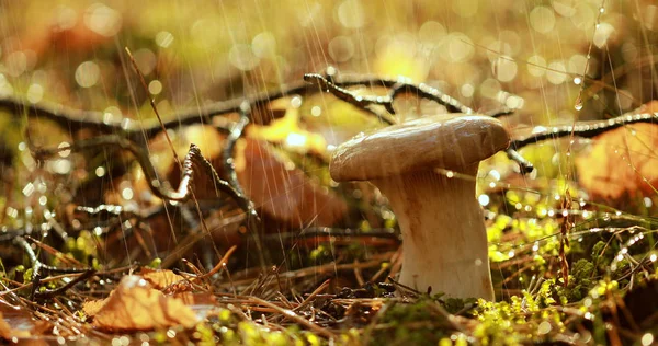 Mushroom Boletus In a Sunny forest in the rain. Boletus is a genus of mushroom-producing fungi, comprising over 100 species. — Stock Image Mushroom Boletus Sunny Forest Rain Boletus Genus Mushroom Producing Fungi Stock Picture